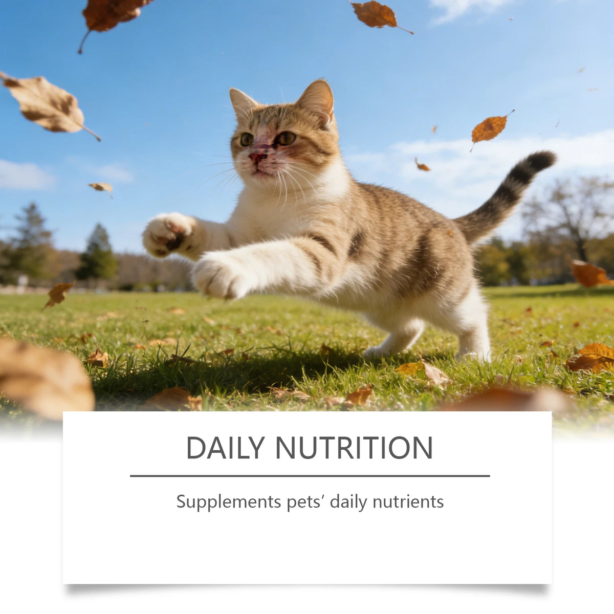 Cat Taurine Powder Supplement Support Cat Heart Wellness Healthy Eyesight Pet Body Daily Care Nutrition Powder