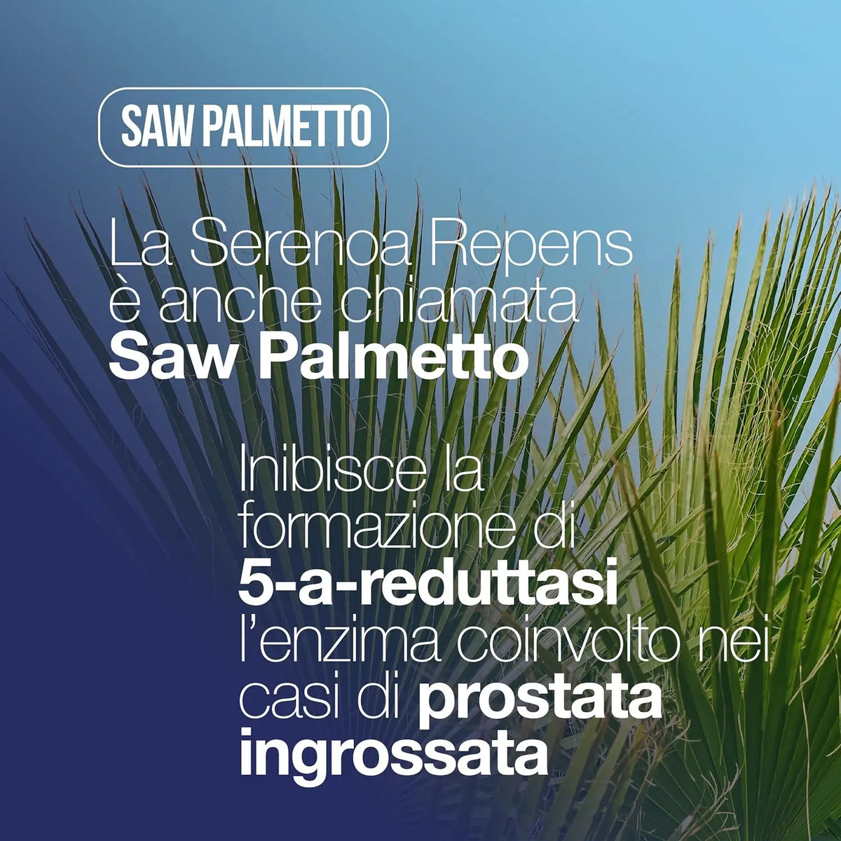 SERENOA REPENS, Prostate Supplement 60 Tablets with: Saw Palmetto, Boswellia, Pumpkin Seed, and Lycopene. Serenoa Repens for the Prostate 640mg with: Nettle, Pomegranate, and Willow Herb. Powerful Prostate Formula Supplement